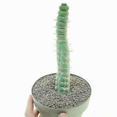 Eulychnia castanea cv. varispiralis f. spirale