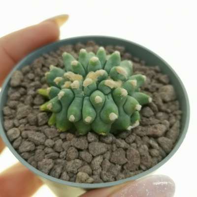 Ferocactus glaucescens cv. Split Rock f. crestata (Own roots)