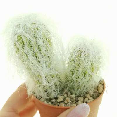 Cephalocereus senilis (Testa di vecchio)