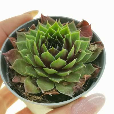 Sempervivum 'Black lotus'
