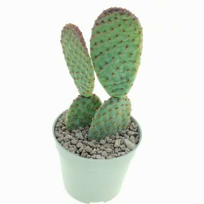 Opuntia microdasys subs. rufida cv. Indigo - Giromagi