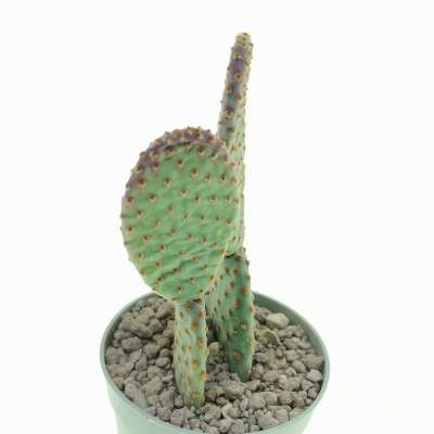 Opuntia microdasys subs. rufida cv. Indigo - Giromagi