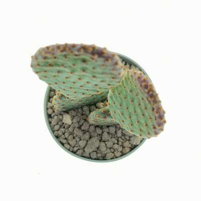 Opuntia microdasys subs. rufida cv. Indigo - Giromagi