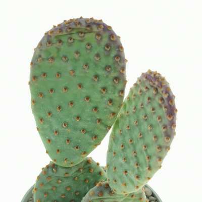 Opuntia microdasys subs. rufida cv. Indigo - Giromagi