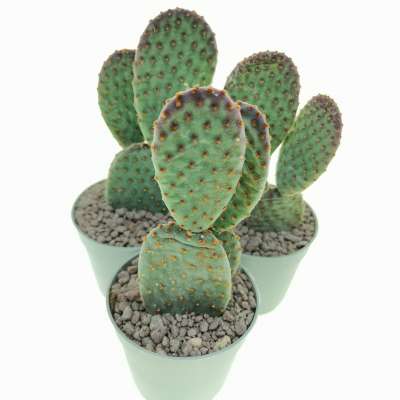 Opuntia microdasys subs. rufida cv. Indigo - Giromagi