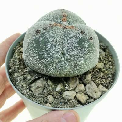 Astrophytum myriostigma cv. fukuryu (Type A) tricostatum