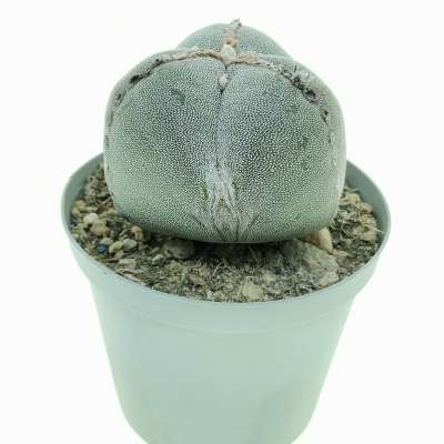 Astrophytum myriostigma var. tricostatum - Giromagi