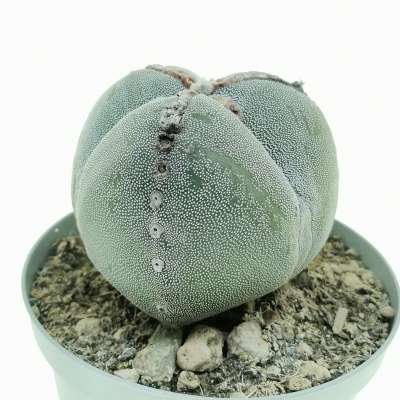 Astrophytum myriostigma var. tricostatum - Giromagi