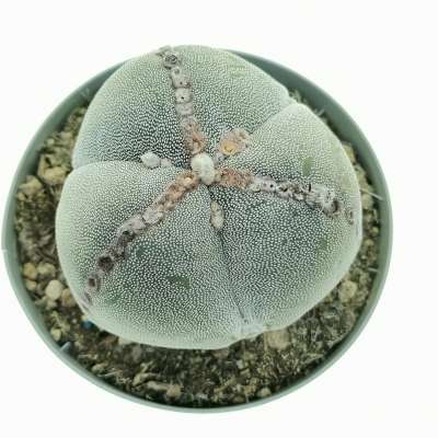 Astrophytum myriostigma var. tricostatum - Giromagi