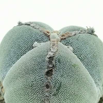 Astrophytum myriostigma var. tricostatum - Giromagi