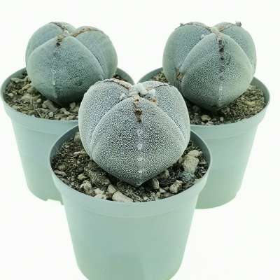 Astrophytum myriostigma var. tricostatum - Giromagi