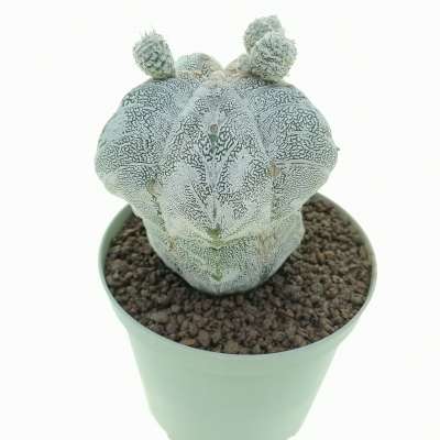 Astrophytum myriostigma cv. Onzuka Hakuun V-type - Giromagi