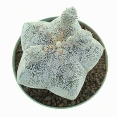 Astrophytum myriostigma cv. Onzuka Hakuun V-type - Giromagi