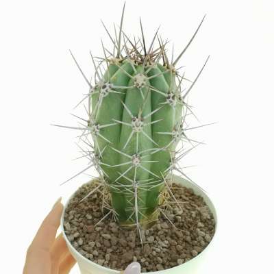 Trichocereus chiloensis
