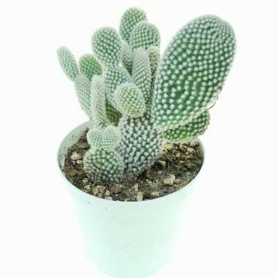 Opuntia microdasys cv. albata - Giromagi