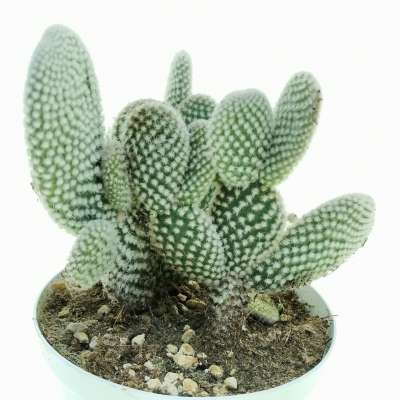 Opuntia microdasys cv. albata - Giromagi
