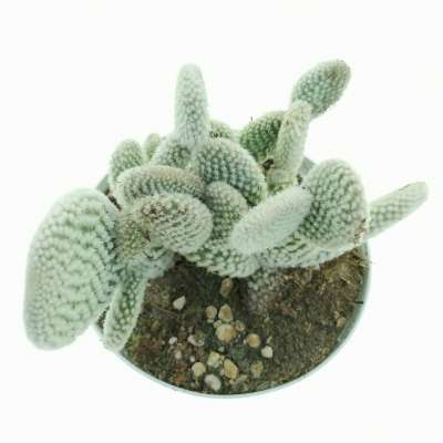 Opuntia microdasys cv. albata - Giromagi