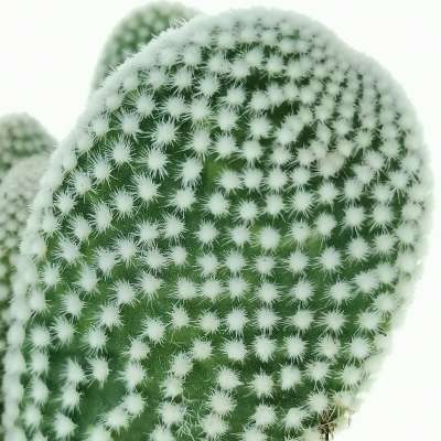 Opuntia microdasys cv. albata - Giromagi