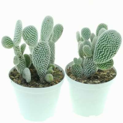Opuntia microdasys cv. albata - Giromagi