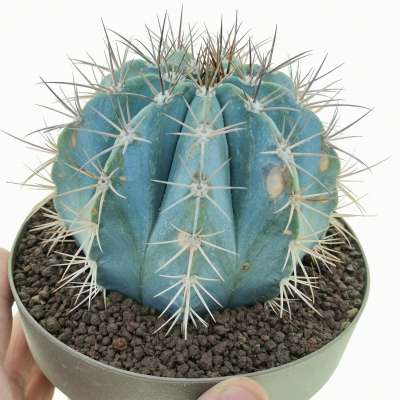 Melocactus azureus