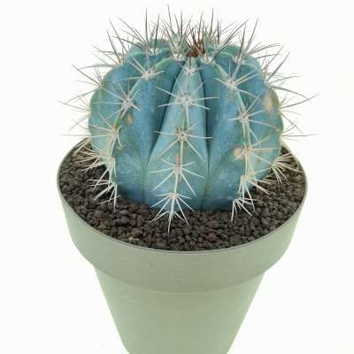 Melocactus azureus - Giromagi