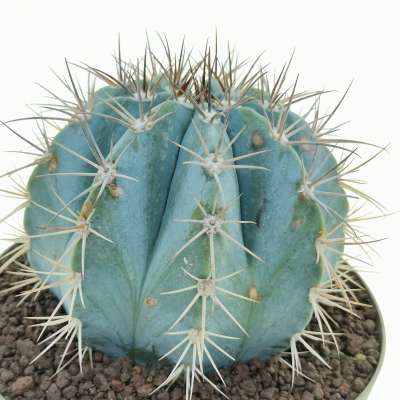 Melocactus azureus - Giromagi