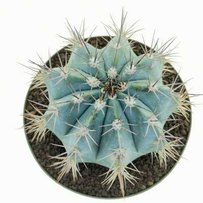 Melocactus azureus - Giromagi
