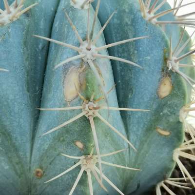 Melocactus azureus - Giromagi