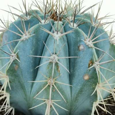 Melocactus azureus - Giromagi