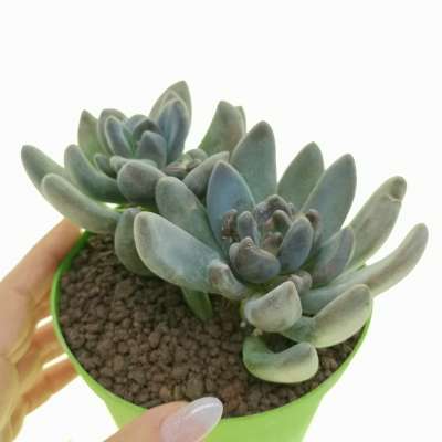 Pachyveria 'Blue mist'