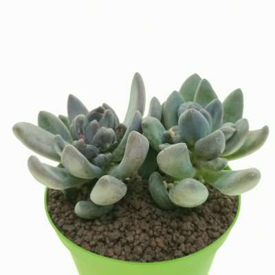 Pachyveria 'Blue mist' - Giromagi
