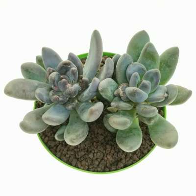 Pachyveria 'Blue mist' - Giromagi