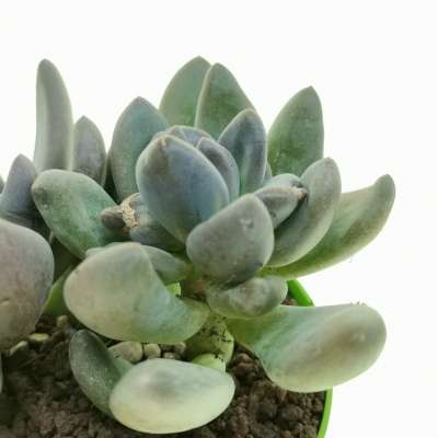 Pachyveria 'Blue mist' - Giromagi