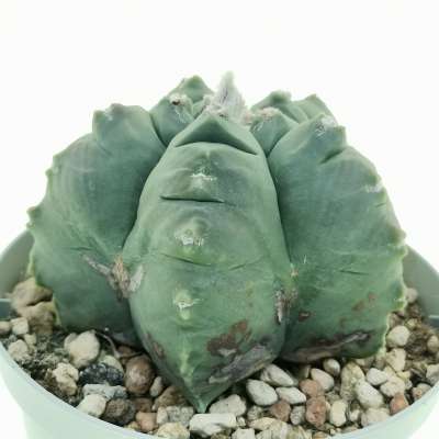 Astrophytum myriostigma cv. Kikko var. nudum - Giromagi