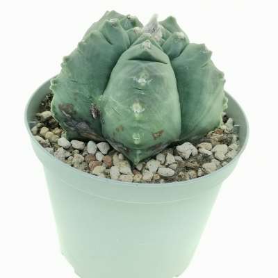 Astrophytum myriostigma cv. Kikko var. nudum - Giromagi