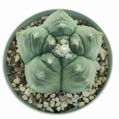 Astrophytum myriostigma cv. Kikko var. nudum - Giromagi