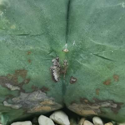 Astrophytum myriostigma cv. Kikko var. nudum - Giromagi