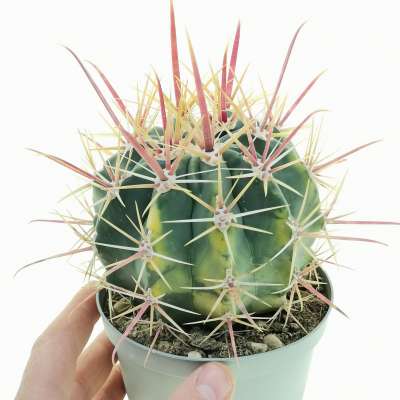 Ferocactus emoryi subs. rectispinus f. variegata