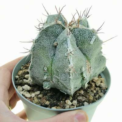 Astrophytum hybrid (myriostigma x Ornatum) cv. fukuryu (Type b) Haku-Jo