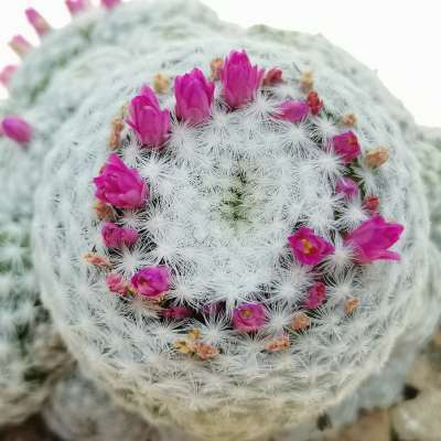 Mammillaria humboldtii - Giromagi