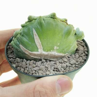Myrtillocactus geometrizans f. mostruosa crestata