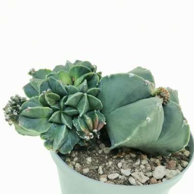 Astrophytum myriostigma var. nudum f. prolifera - Giromagi