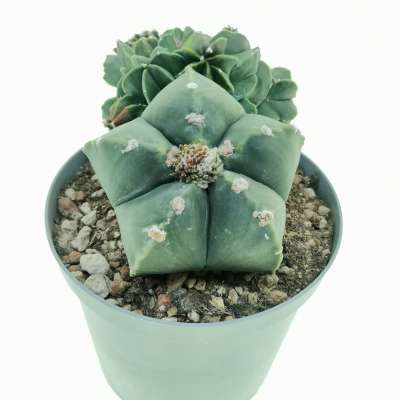 Astrophytum myriostigma var. nudum f. prolifera - Giromagi