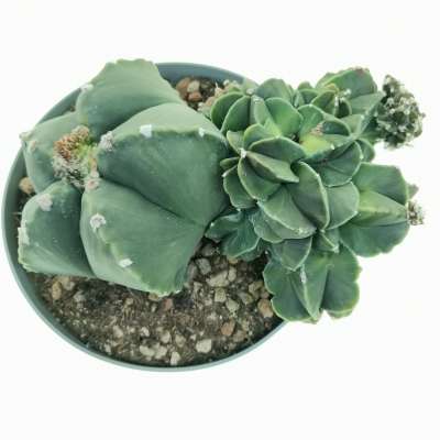 Astrophytum myriostigma var. nudum f. prolifera - Giromagi