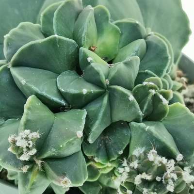 Astrophytum myriostigma var. nudum f. prolifera - Giromagi
