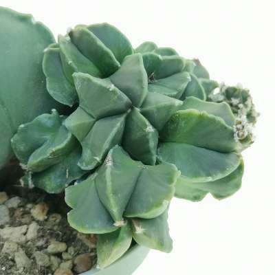 Astrophytum myriostigma var. nudum f. prolifera - Giromagi
