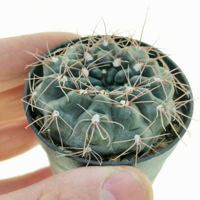 Gymnocalycium amerhauseri