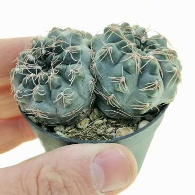 Gymnocalycium amerhauseri