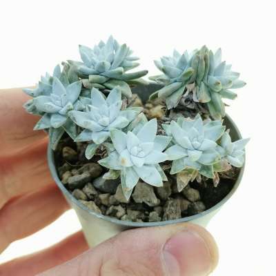 Dudleya greenei cv. White sprite