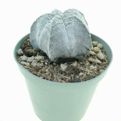 Astrophytum myriostigma cv. Onzuka Fukuryu (Type B) - Giromagi